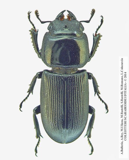 Dorcus musimon, femmina